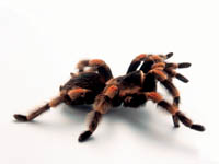 Tarantula